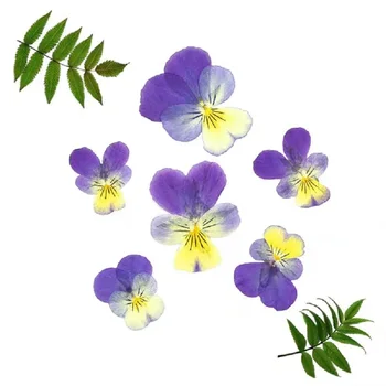 60pcs Presuotų Džiovintų Viola tricolor L. Gėlių, Augalų Herbariumas Dėl Epoksidinės Dervos Papuošalai Padaryti Atviruką Rėmo Telefono dėklas